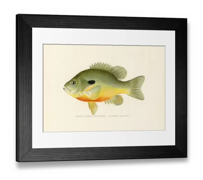 Framed Print : Long eared sunfish chromolithograph 1898 Framed Print : Long eared sunfish chromolithograph 1898