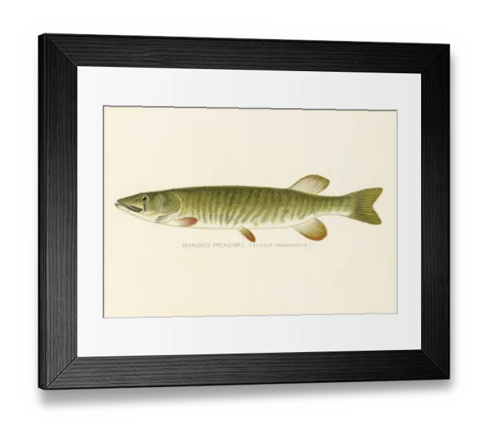 Framed Print : Banded pickerel chromolithograph 1898 Framed Print : Banded pickerel chromolithograph 1898