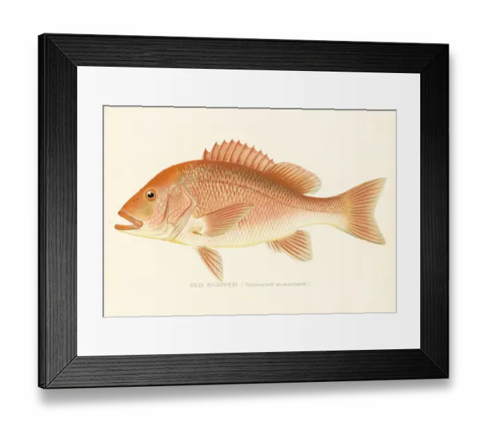 Framed Print : Red snapper chromolithograph 1898 Framed Print : Red snapper chromolithograph 1898