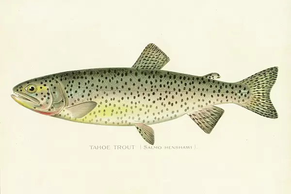 Tahoe trout chromolithograph 1898