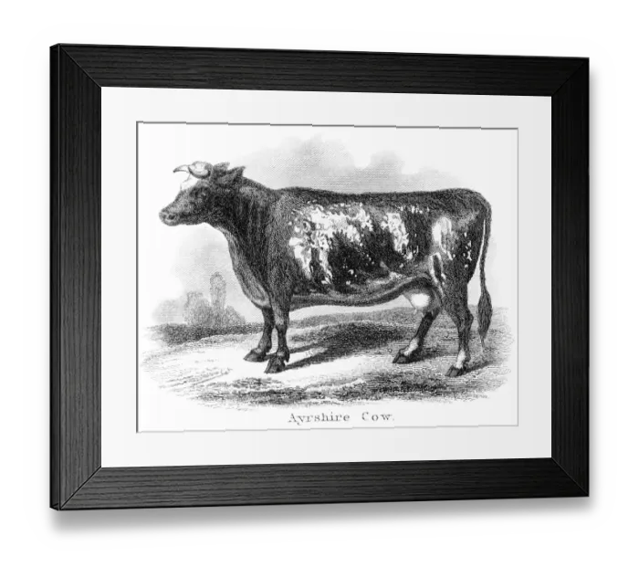 Framed Print : Ayrshire cow engraving 1873 Framed Print : Ayrshire cow engraving 1873