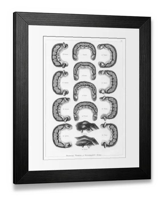Framed Print : Horse teeth engraving 1873 Framed Print : Horse teeth engraving 1873