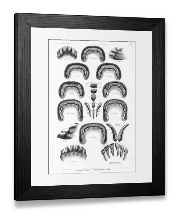 Framed Print : Horse teeth engraving 1873