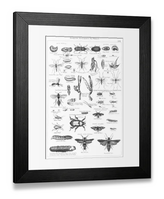 Framed Print : Insects injurious to wheat engraving 1873 Framed Print : Insects injurious to wheat engraving 1873