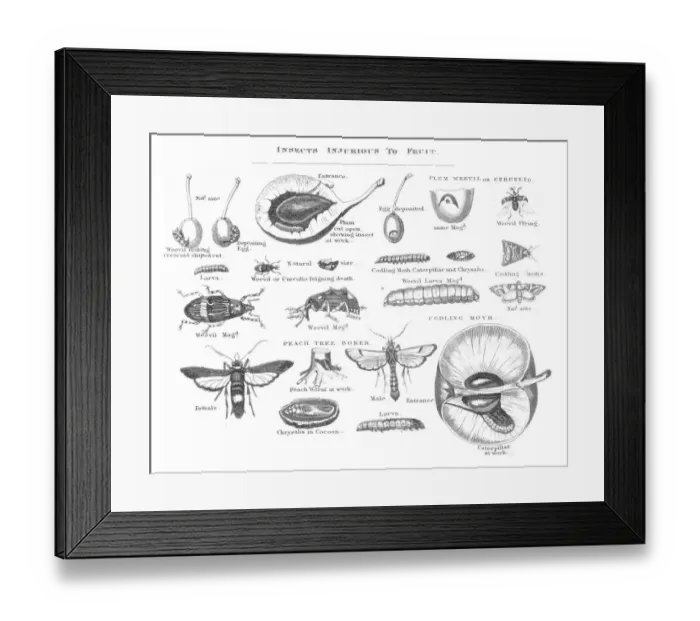 Framed Print : Insects injurious to fruit engraving 1873 Framed Print : Insects injurious to fruit engraving 1873