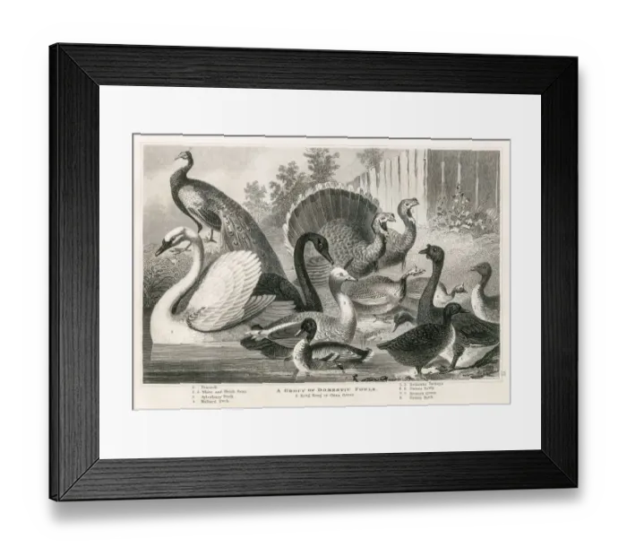 Framed Print : Domestic fowls engraving 1872 Framed Print : Domestic fowls engraving 1872