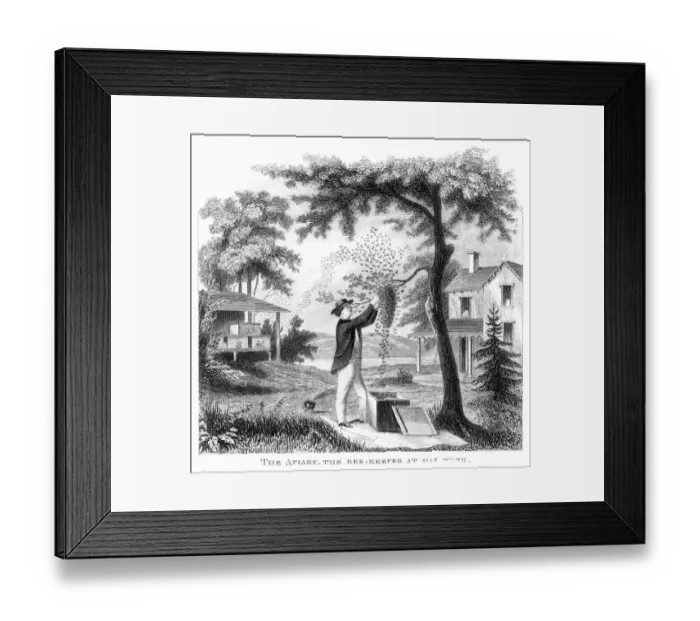 Framed Print : Bee keeper engraving 1873 Framed Print : Bee keeper engraving 1873