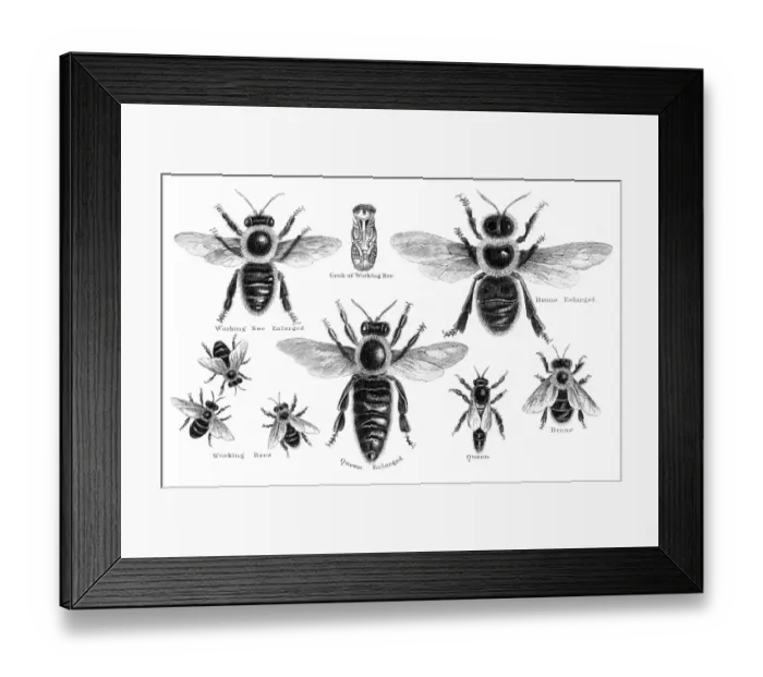 Framed Print : Bees engraving 1873 Framed Print : Bees engraving 1873