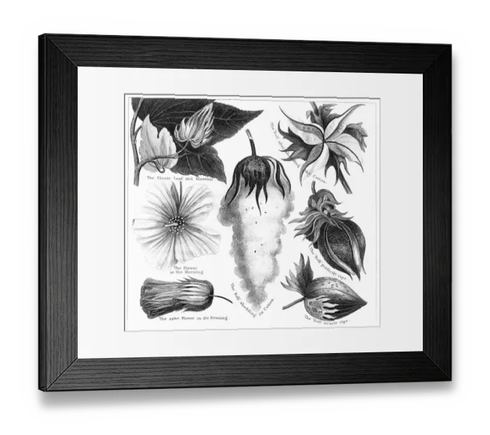 Framed Print : Cotton plant crop engraving 1873 Framed Print : Cotton plant crop engraving 1873