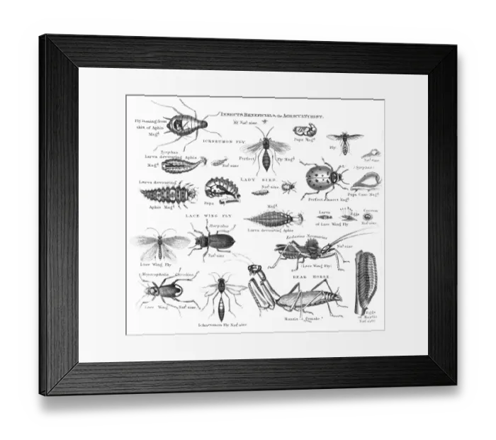 Framed Print : Insects injurious to fruit engraving 1873