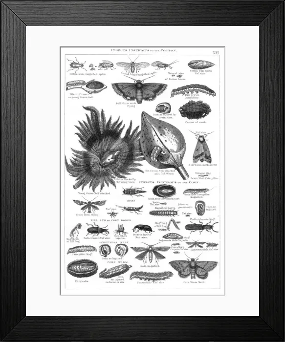 Framed Print : Insects injurious to cotton and corn engraving 1873 Framed Print : Insects injurious to cotton and corn engraving 1873