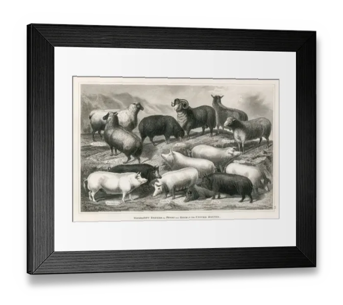 Framed Print : Sheep and hogs engraving 1873
