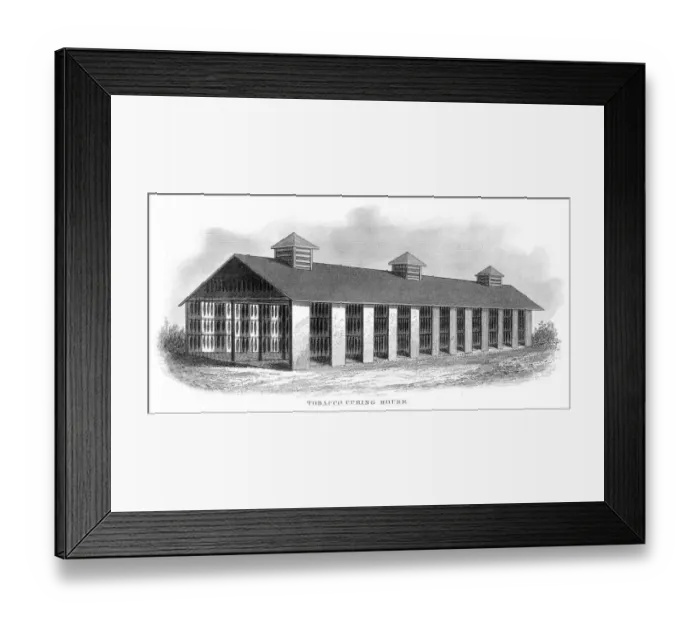 Framed Print : Tobacco curing house engraving 1873 Framed Print : Tobacco curing house engraving 1873