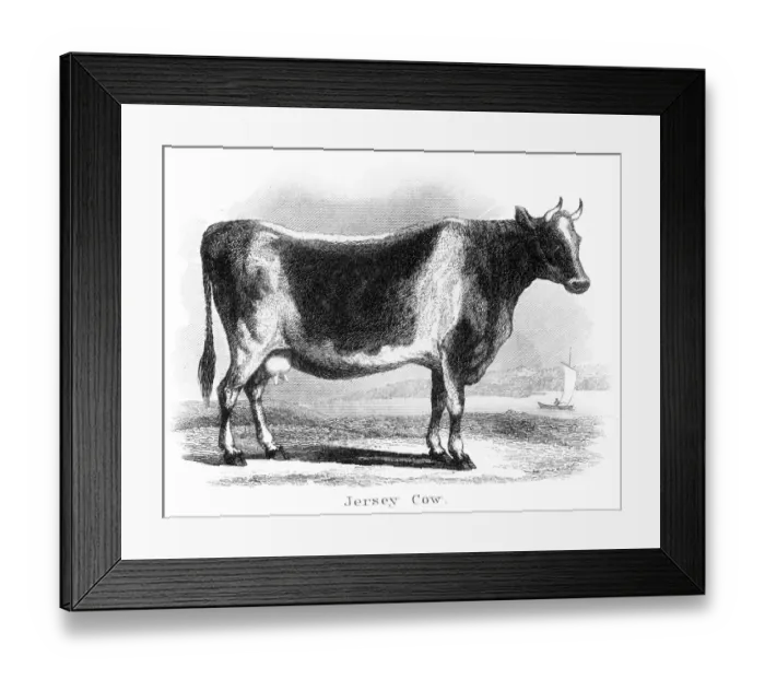 Framed Print : Jersey cow engraving 1873 Framed Print : Jersey cow engraving 1873