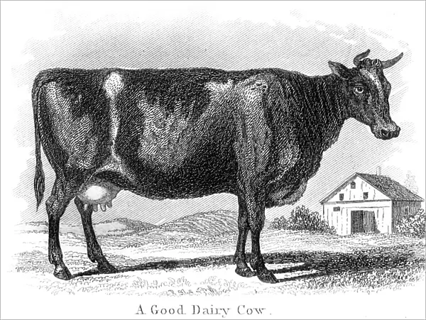 Good dairy cow engraving 1873