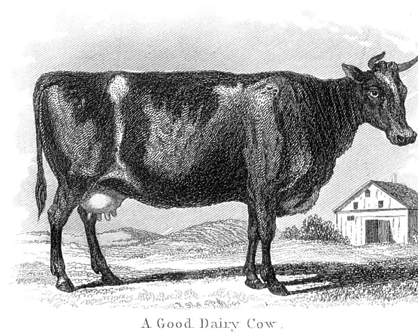 Good dairy cow engraving 1873
