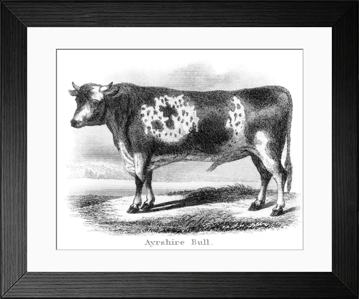 Framed Print : Ayrshire bull engraving 1873