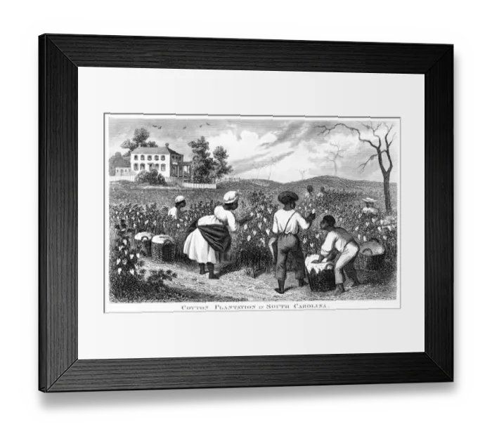 Framed Print : Cotton plantation USA engraving 1873 Framed Print : Cotton plantation USA engraving 1873