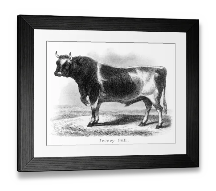 Framed Print : Jersey bull engraving 1873 Framed Print : Jersey bull engraving 1873