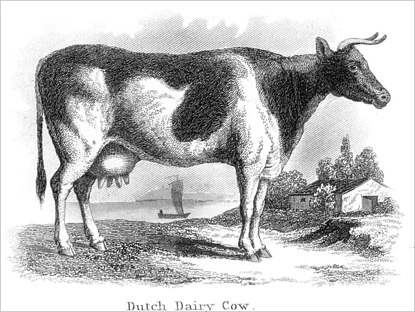 Dutch dairy cow engraving 1873