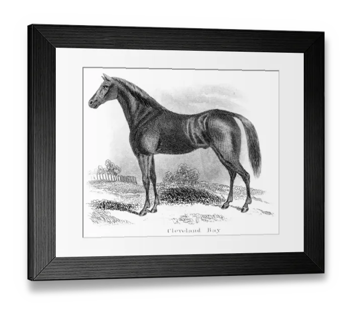 Framed Print : Cleveland Bay horse engraving 1873 Framed Print : Cleveland Bay horse engraving 1873