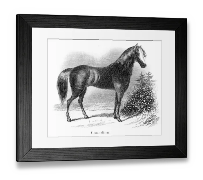 Framed Print : Canadian horse engraving 1873 Framed Print : Canadian horse engraving 1873