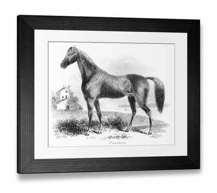 Framed Print : Patchen horse engraving 1873