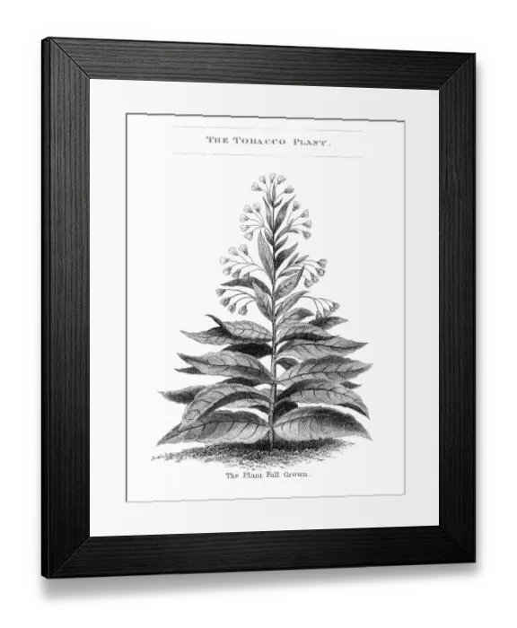 Framed Print : Tobacco plant engraving 1873 Framed Print : Tobacco plant engraving 1873