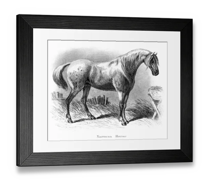 Framed Print : Norman horse engraving 1873 Framed Print : Norman horse engraving 1873