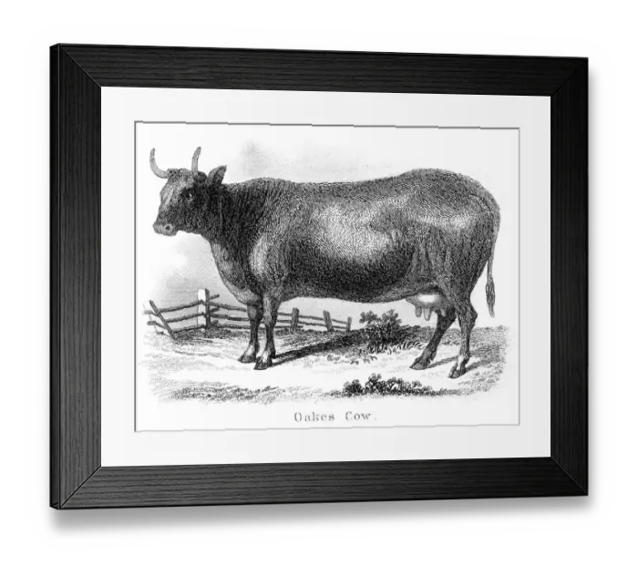 Framed Print : Oakes cow engraving 1873 Framed Print : Oakes cow engraving 1873