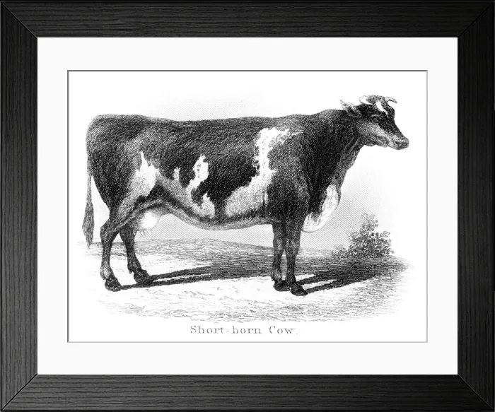 Framed Print : Short-horn cow engraving 1873 Framed Print : Short-horn cow engraving 1873
