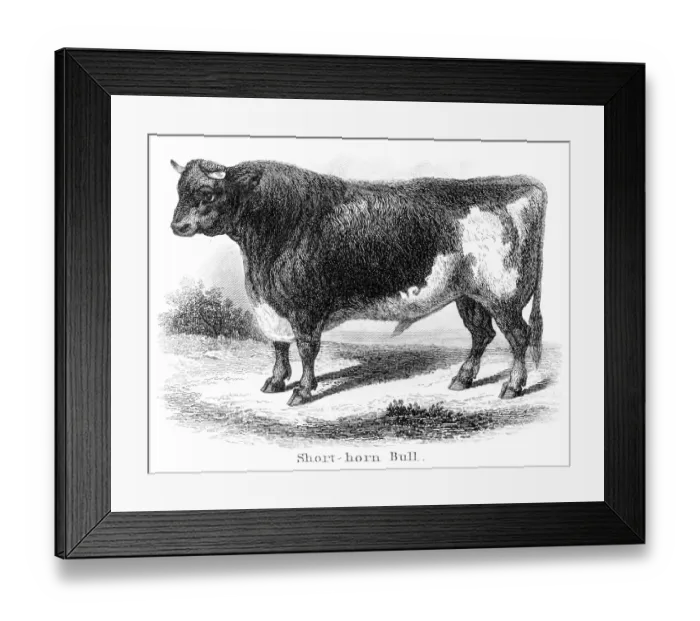 Framed Print : Short-horn bull engraving 1873 Framed Print : Short-horn bull engraving 1873