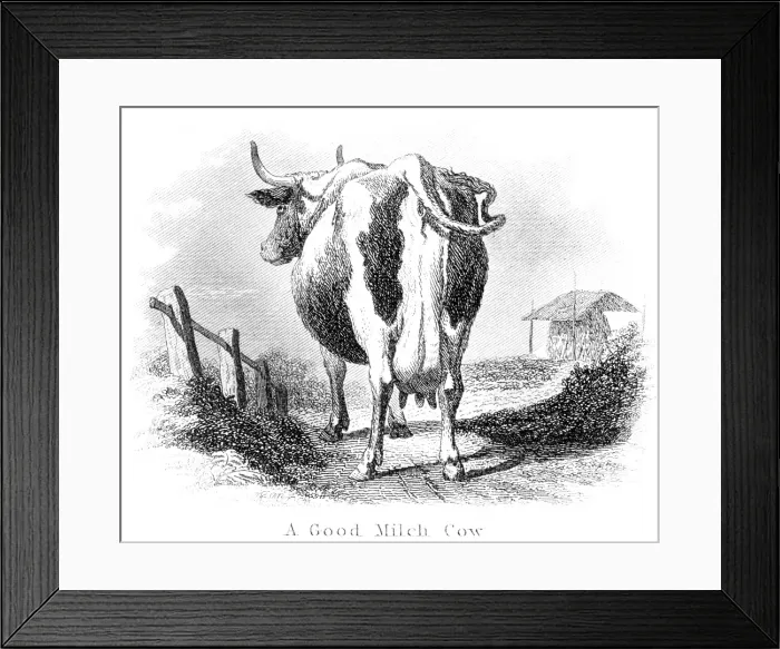 Framed Print : Good milk cow engraving 1873