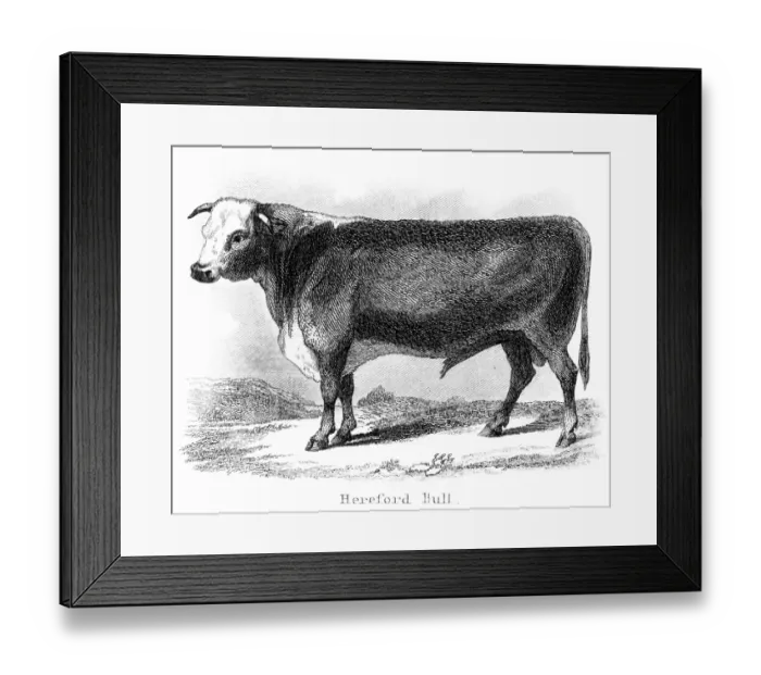 Framed Print : Hereford bull engraving 1873 Framed Print : Hereford bull engraving 1873