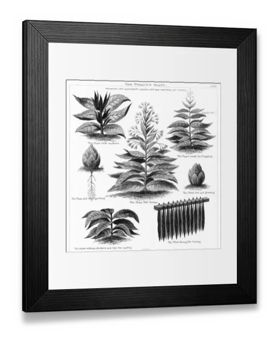 Framed Print : Tobacco plant engraving 1873 Framed Print : Tobacco plant engraving 1873
