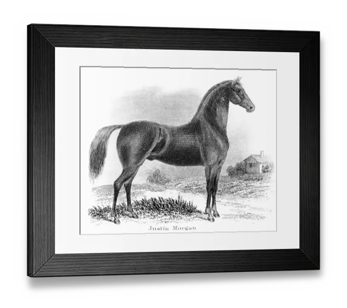 Framed Print : Justin Morgan horse engraving 1873 Framed Print : Justin Morgan horse engraving 1873