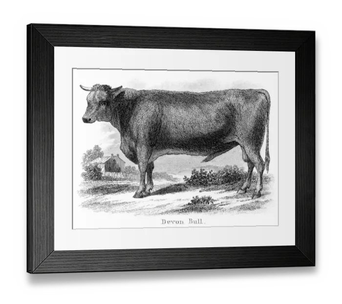 Framed Print : Devon bull engraving 1873 Framed Print : Devon bull engraving 1873