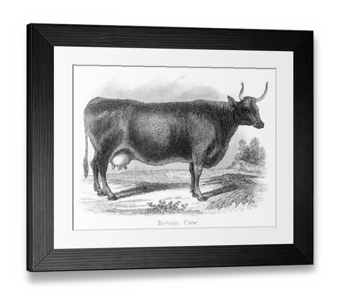 Framed Print : Devon cow engraving 1873 Framed Print : Devon cow engraving 1873