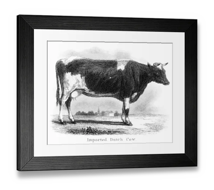 Framed Print : Imported dutch cow engraving 1873 Framed Print : Imported dutch cow engraving 1873