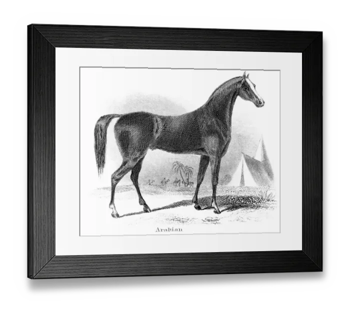 Framed Print : Arabian horse engraving 1873