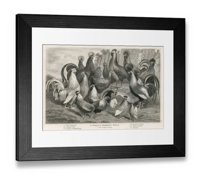 Framed Print : Domestic fowls engraving 1873 Framed Print : Domestic fowls engraving 1873
