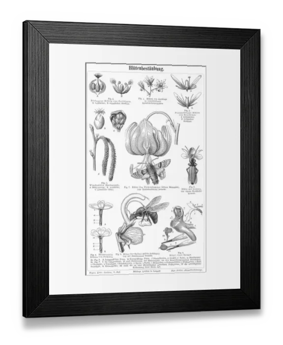 Framed Print : Flower pollination engraving 1895