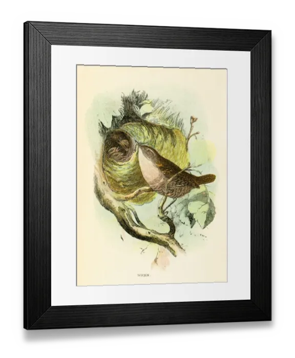 Framed Print : Wren bird engraving 1896 Framed Print : Wren bird engraving 1896