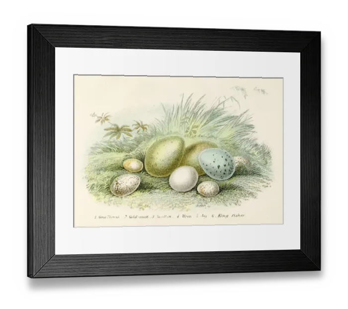 Framed Print : Six Birds Eggs Engraving 1896