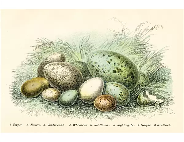 Bird eggs engraving 1896