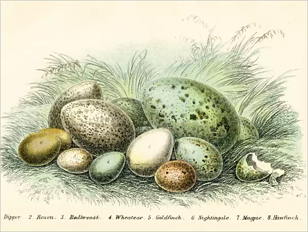 Bird eggs engraving 1896