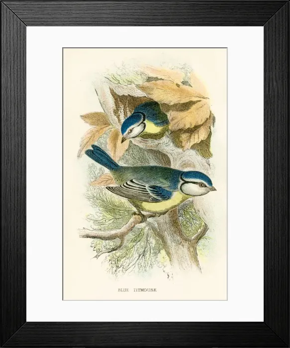 Framed Print : Blue titmouse engraving 1896 Framed Print : Blue titmouse engraving 1896