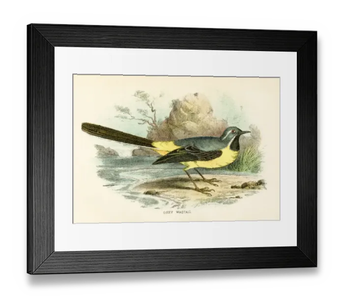 Framed Print : Grey wagtail engraving 1896 Framed Print : Grey wagtail engraving 1896