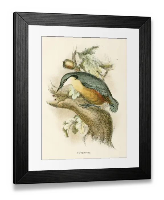 Framed Print : Nuthatch engraving 1896