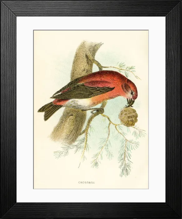 Framed Print : Crossbill engraving 1896 Framed Print : Crossbill engraving 1896